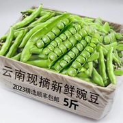 2023豌豆新鲜云南高原带壳青豆角脆甜水果豌豆荚，现摘现发蔬菜5斤