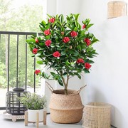 山茶花卉盆栽带花苞，客厅室内四季开花植物，阳台五色赤丹浓香型茶花