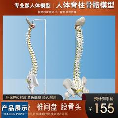 高档人体脊柱模型80CM成人1 1比例自然大脊椎模型带颈椎胸椎尾椎