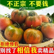 草莓柿子西红柿5斤新鲜生吃水果盘锦碱地丹东番茄自然熟铁皮柿子