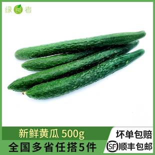 绿食者新鲜黄瓜500g带刺长黄瓜大黄瓜，生吃蔬菜满5件