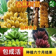 香蕉树苗南方四季苹果蕉红皮矮化芭蕉抗寒室内盆栽种植水果树