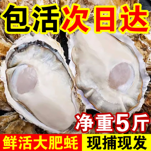 包活鲜活乳山生蚝新鲜牡蛎，特大超大肉海蛎子5斤刺身即食贝类海鲜