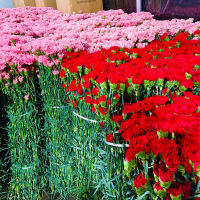 母亲节康乃馨玫瑰香水百合向日葵，混搭鲜花束，速递同城云南基地直发