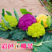 紫花菜种子黄绿紫菜花花椰菜四季菜花，水果法国日本很流行秋春季籽