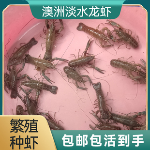 澳洲淡水龙虾虾苗繁殖种虾鱼缸，观赏虾宠物鳌虾鲜活