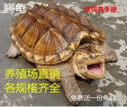 大鳄龟苗活体鳄鱼龟纯佛佛鳄刺鳄钓鱼龟乌龟食用鳄龟观赏出售