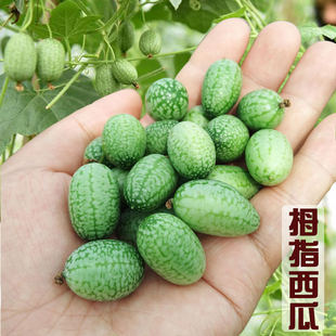 拇指西瓜种子蔬菜种孑手指西瓜花种籽子菜籽种大全瓜果水果种籽子