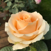 经典香水玫瑰花苗 蜜桃雪山 香槟色玫瑰阳台庭院观花植物好养活