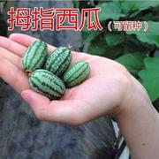 有机西瓜种子拇指迷你西瓜种籽可留种盆栽观赏特色水果甘甜多汁