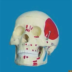 头骨肌肉画色模型骷髅头成人头骨人体骨骼模型骨架模型1 1k