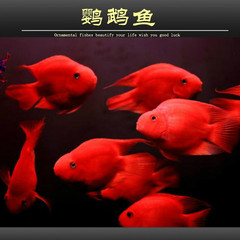 血红鹦鹉鱼活体红财神热带招财鱼