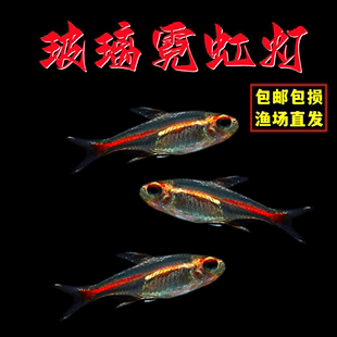 红灯管鱼玻璃霓虹灯玻璃灯红光管，灯科鱼观赏鱼淡水草缸群游热带鱼