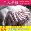 苏太湖母猪原种j二元母q猪代孕母猪小猪仔杜洛克公猪大约克长白种