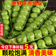 云南豌豆新鲜带壳青豆角粒农家蔬菜水果甜豆荚嫩5斤当季整箱