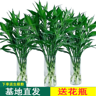 富贵竹水培植物水养客厅招发财树绿萝竹子绿植，盆栽花卉植物室内花