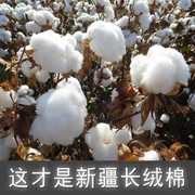 新疆纯棉花散装天然一级长绒棉皮棉精梳棉宝宝棉被棉絮棉衣填充。