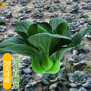 上海青菜籽种大全苏州青青菜种籽油菜，种子四季播种蔬菜种孑正宗
