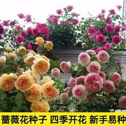 新疆四季可种重瓣蔷薇花种子四季开花庭院阳台盆栽爬藤玫