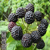 黑莓树莓活苗黄树莓(黄树莓)特大苗野生树莓苗，南北方地栽盆栽种植当年结果
