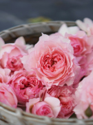 莫妮卡戴维扦插p11盆粉色，美人尖仙气，纤细灌木老园丁庭院月季盆栽