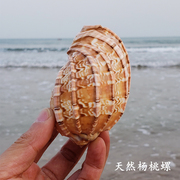 天然超大海螺贝壳珊瑚杨桃螺竖琴螺鱼缸造景居家摆件海螺贝壳风铃