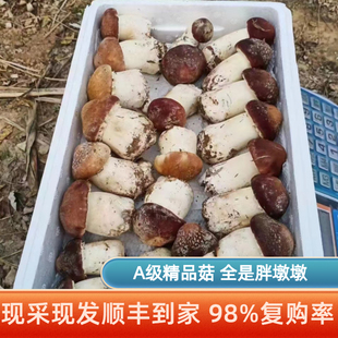 赤松茸新鲜松茸菌菇姬松茸大球，盖菇红松茸非野生人工种植蘑菇
