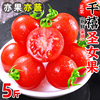 千禧圣女果5斤新鲜水果西红柿子特甜樱桃小番茄种籽蔬菜整箱3