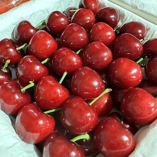 北京新发地大连美早大樱桃水果又大又甜净果2.3斤可