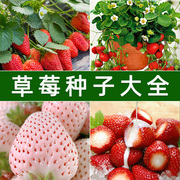 草莓种子奶油大草莓白草莓种籽庭院阳台盆栽室内外花种籽蔬菜水果