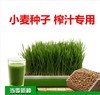 新小麦种子食用药引麦芽糖种子榨汁酿酒猫草喝保健无肥有机小麦种