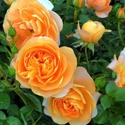 玫瑰花苗果汁月季特大植物室内外盆栽阳台庭院四季开花卉好养易活