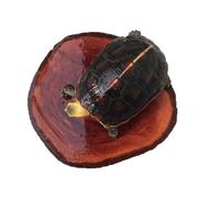 乌龟晒台爬台休息台养龟天然龙眼木圆形椭圆龟缸鱼缸造景龙眼树桩