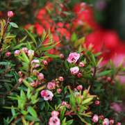 耐寒花卉植物松红梅盆栽花苗澳洲腊梅花四季开花室内盆景好养绿植