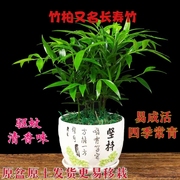 竹柏盆栽长寿竹室内四季常青植物夏盆栽植物易养活水培竹柏苗