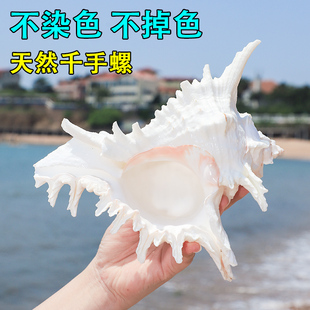 千手螺菊花螺天然海螺贝壳鱼缸装饰品水族箱造景地中海风格小摆件