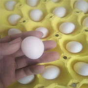 鸽子蛋出产鸽子蛋小鸽子蛋30枚