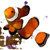 多种人工公子小丑鱼海水，观赏鱼活体珊瑚缸尼莫多莉，透红番茄小丑