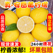 四川安岳黄柠檬(黄柠檬)新鲜水果皮薄当季整箱香水甜青柠檬小金桔特产