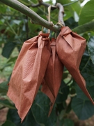 绿心猕猴桃育果袋防水新西兰奇异果水果套袋黄心猕猴桃通用防虫袋