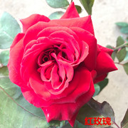 切花玫瑰花苗盆栽卡罗拉切花月季苗经典红玫瑰热情的色彩花期长