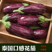 花茄种子泰国彩茄种籽长茄长丝竹茄金丝茄四季高产特色蔬菜