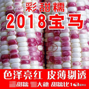 晓富彩甜糯2018宝马玉米种籽高产抗病春秋播农业大田彩色玉米种子