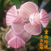 云南老种兰花苗绿植花卉阳台盆栽 莲瓣兰 童面玲珑 