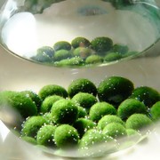 marimo马培j莫宠物海藻，球微景观生态，瓶办公室水物植里绿球藻营养