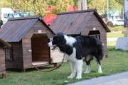 比熊狗屋户外防雨宠物犬大号室内博美防风犬舍四季通用笼子夏天