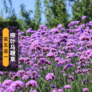 柳叶马鞭草种子200粒紫顶龙芽草，凤颈草花籽，可切花宿根多年生春播