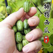 超迷你西瓜种子 微型小拇指西瓜种子 春夏四季水果种子籽