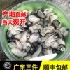 鲜活现剥冷冻蚝肉生蚝生耗水产牡蛎新鲜海鲜海蛎子去壳生蚝肉蛎蝗