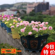 太阳花 盆栽 苗重瓣混 色带 花苞 多年生